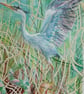 Blue Heron watercolour