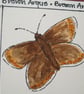 Brown Argus Butterfly - Image 3