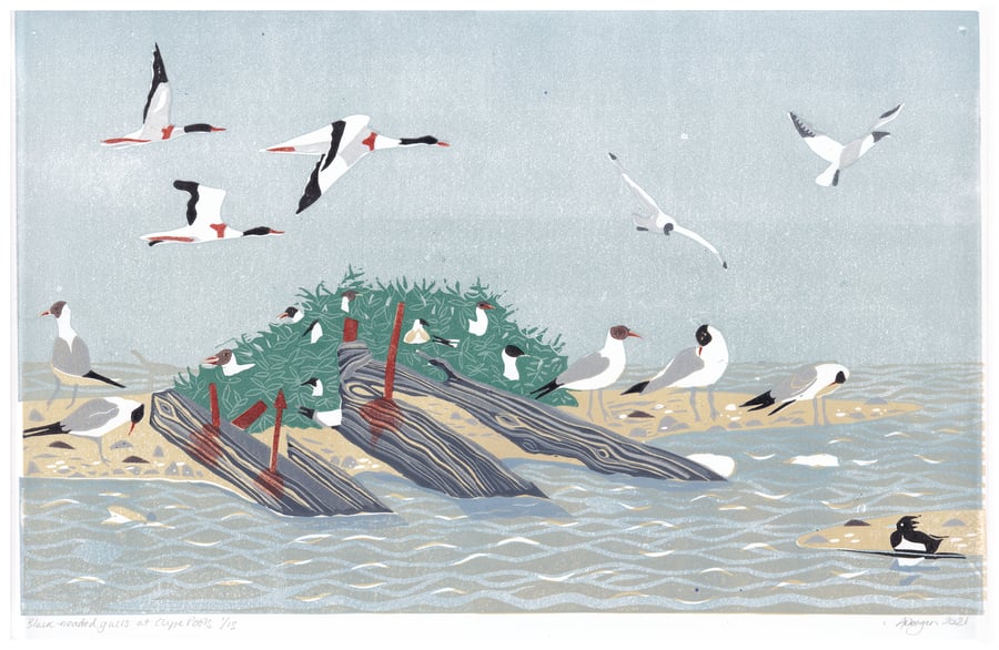 Black headed gulls, sea birds, landscape, wildlife