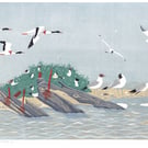 Black headed gulls, sea birds, landscape, wildlife