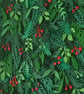 Framed Botanical Wall Art "Winter" - Everlasting Plant Leaf - Unique Paper Art - Image 3