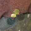 Brass and Large Verdigris Circles Statement Earrings 