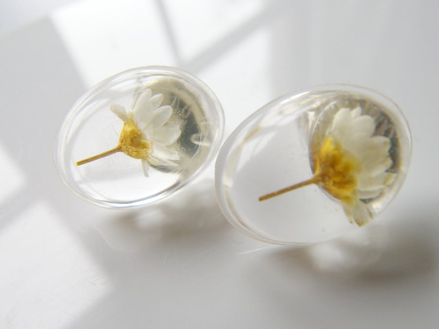 Real Daisy Earrings in Resin