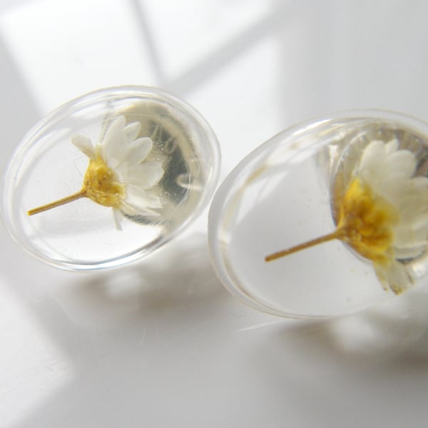 Real Daisy Earrings in Resin