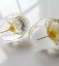 Real Daisy Earrings in Resin - Image 1