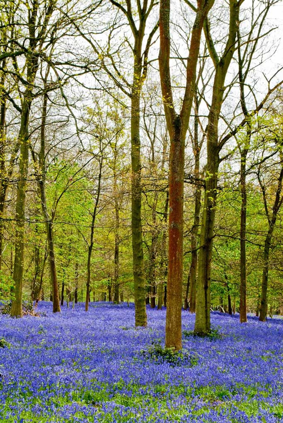 Bluebell Woods Bluebells Greys Court Oxfordshire UK 12"x18" Print