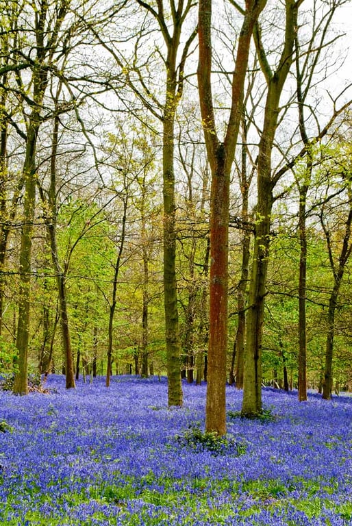 Bluebell Woods Bluebells Greys Court Oxfordshire UK 12"x18" Print