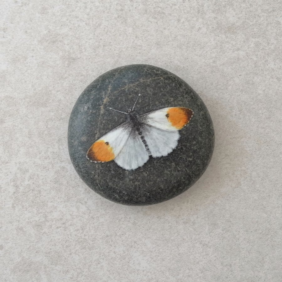 Hand Painted Stone 'Orange tipped butterfly'