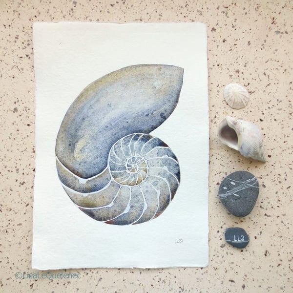 Sale Chambered nautilus original watercolour painting shell collection