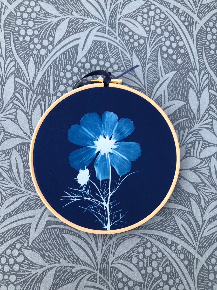 Cosmos Flower Cyanotype Art  in Beech Hoop
