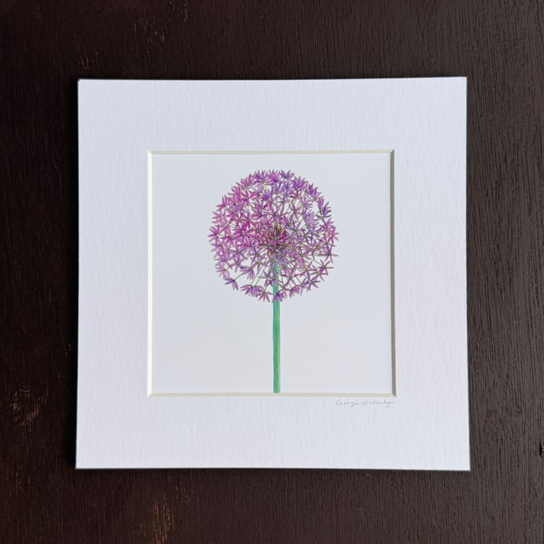 'Allium' 8" x 8" Mounted Print