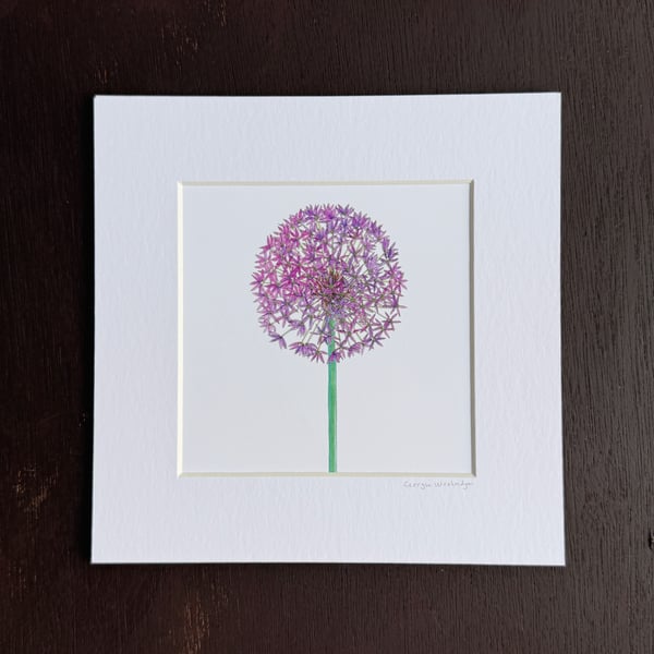 'Allium' 8" x 8" Mounted Print
