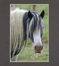 CJ057 - Shaggy pony - Image 3