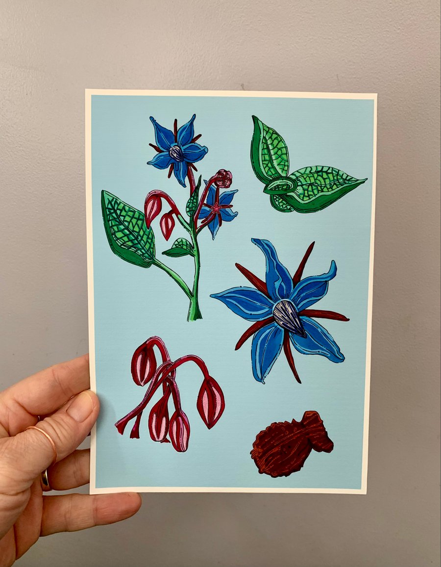 Art print - Borage flower. Art work. Art. Hand drawn. Illustration. Botanicals.