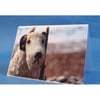 Barnaby the Dog on Wheels Toy Greeting Card