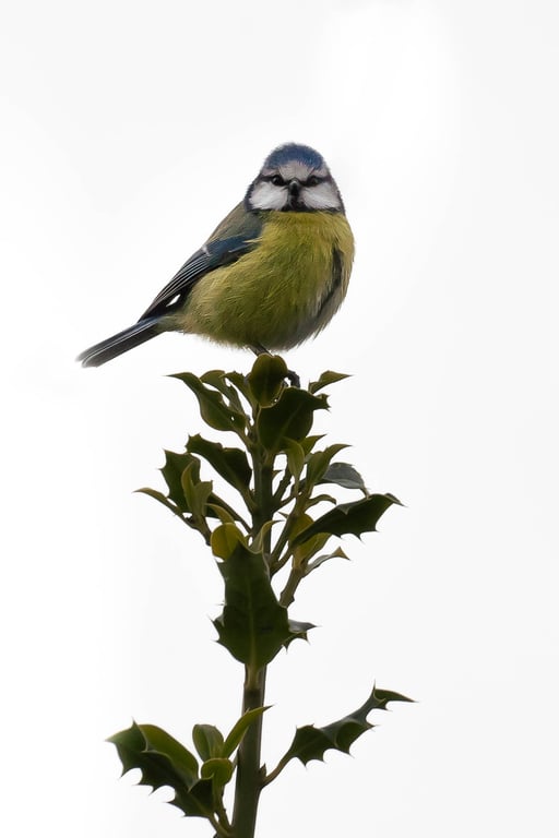 Blue Tit on Holly Eco-Friendly A6 Card