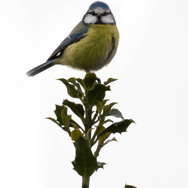 Blue Tit on Holly Eco-Friendly A6 Card