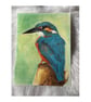 Original Kingfisher Drawing – Colour Pencil & Pastel Background