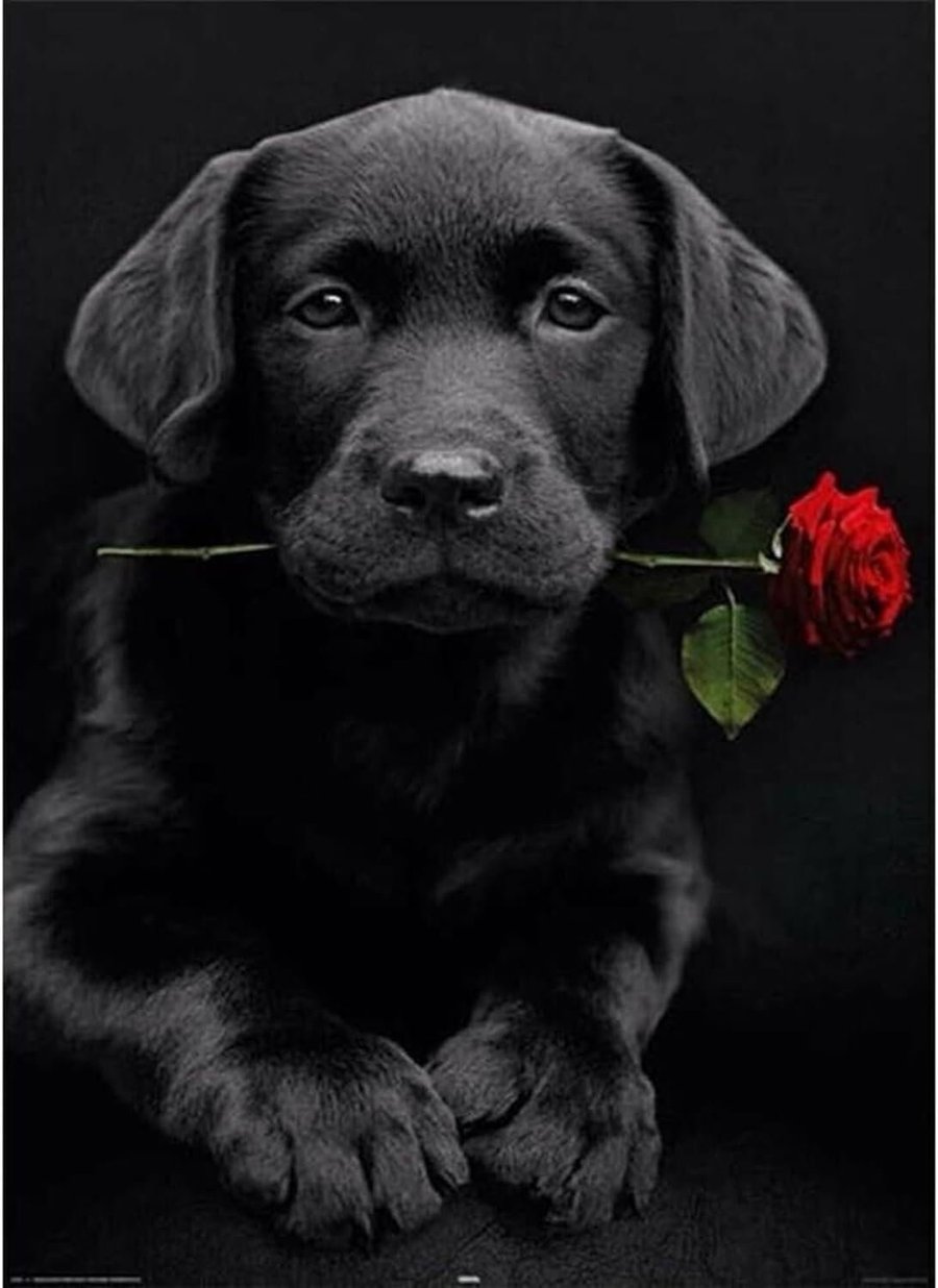 Black Labrador With Rose 5D DIY Diamond Art Painting 40 x 30cm, Round Rhinestone