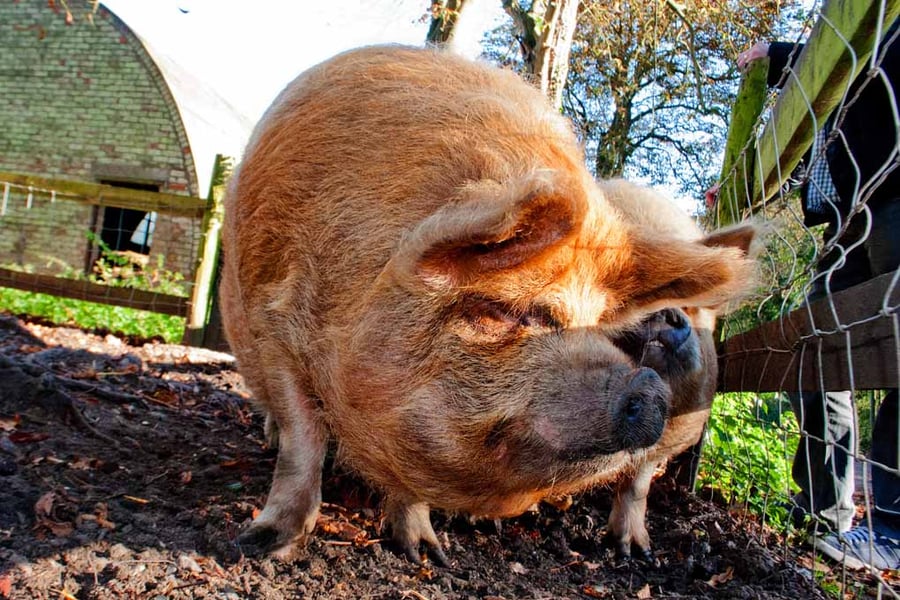 New Zealand Kunekune Pig Photograph Print