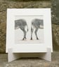 Pair of Zebra Original Coloured Pencil Drawing - Image 1