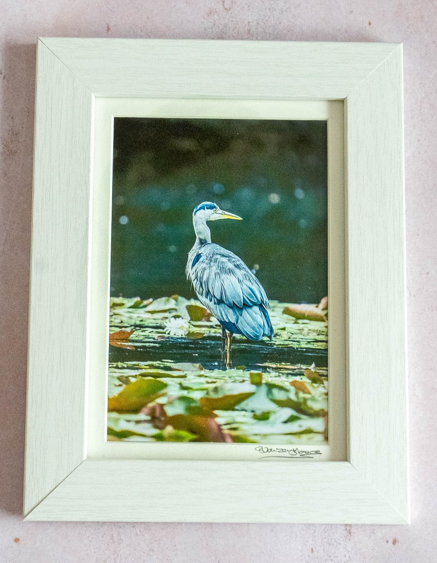 Grey Heron Original Framed Photograph