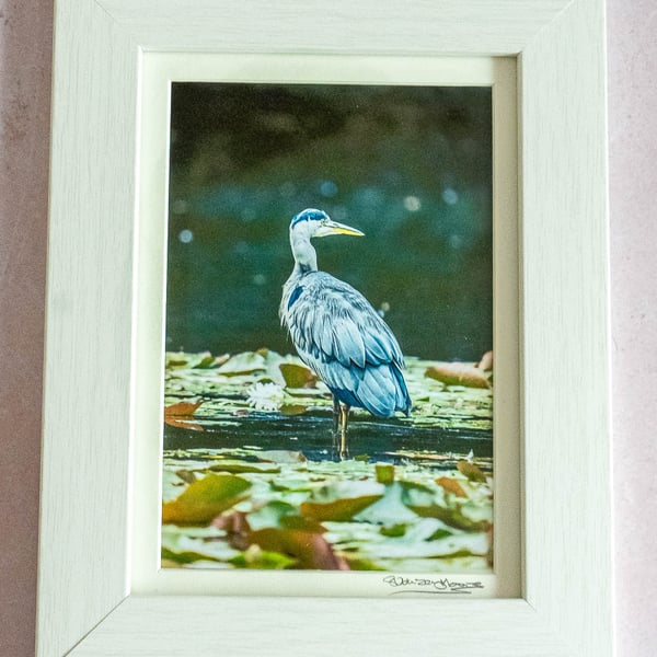 Grey Heron Original Framed Photograph