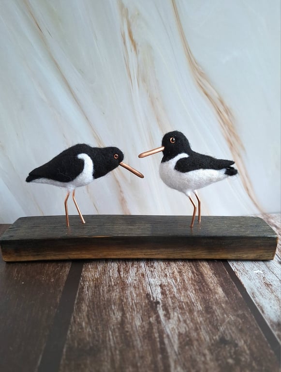 Oystercatcher Pair