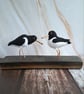 Oystercatcher Pair