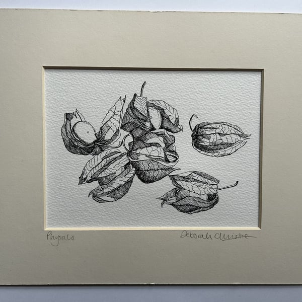 Physalis drawing Cape gooseberry Goldenberry