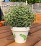 Customisable Hand Painted Plant Pot - Ivory Base With Decorative Foliage - Image 10