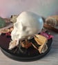 Hand painted Stonecast Skulls - HALLOWEEN - Image 4