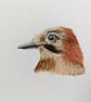 Eurasian Jay Acrylic Portrait Painting - Image 2