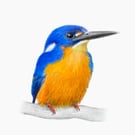 Fine Art Giclée Print Australian Azure Kingfisher Bird