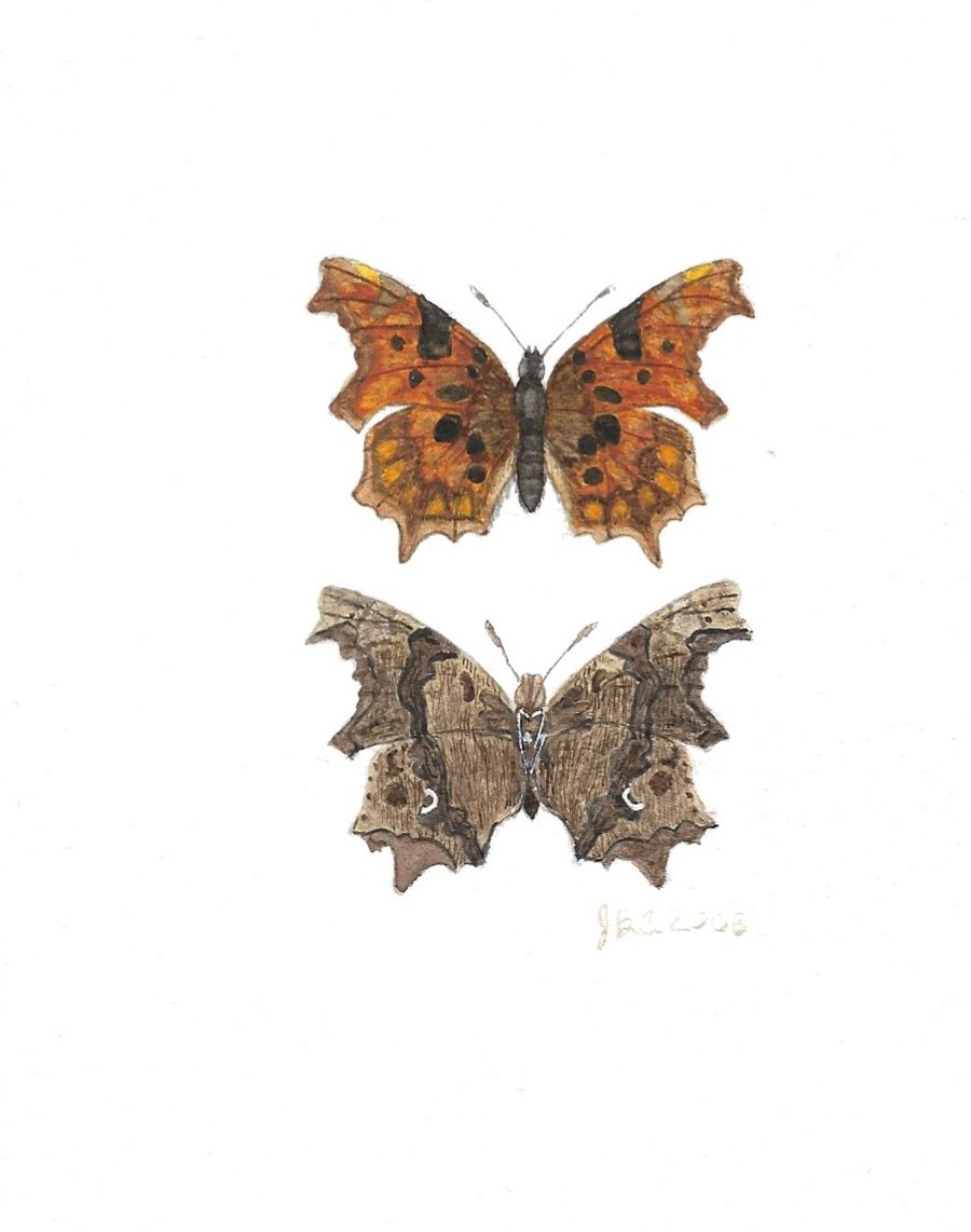 Comma butterfly