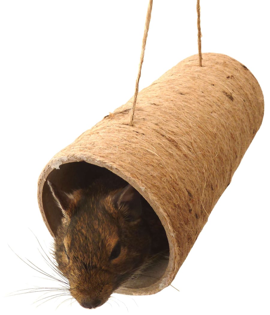 Totally Degu Ultimate chewchewbs - Two pack