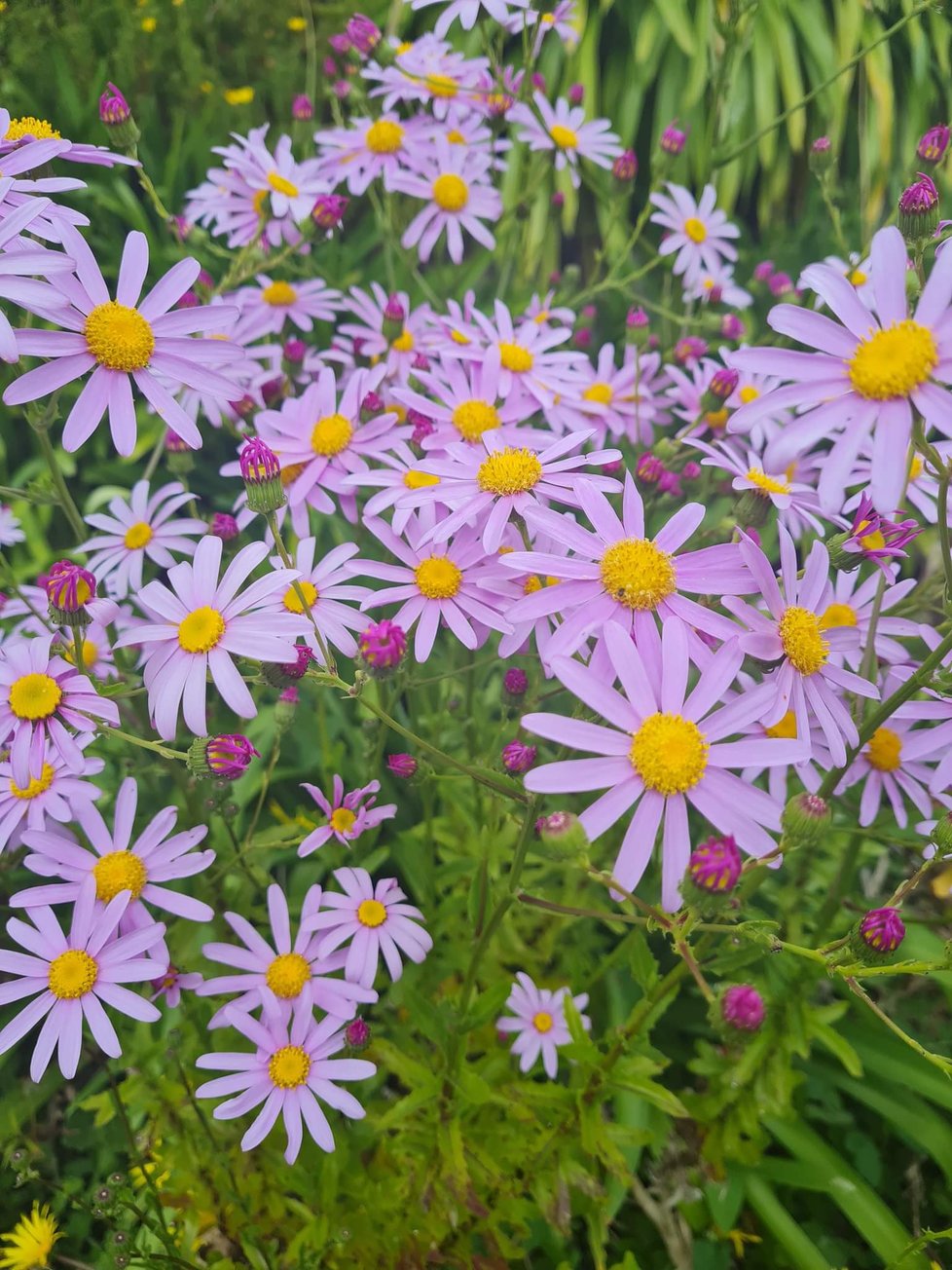 Julie's Christmas Cards