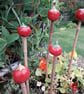  Cane Tops - Handmade for your Bamboo Sticks - Image 2
