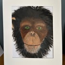 Thoughtful chimpanzee portrait in acrylics.Original painting 