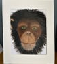 Thoughtful chimpanzee portrait in acrylics.Original painting 