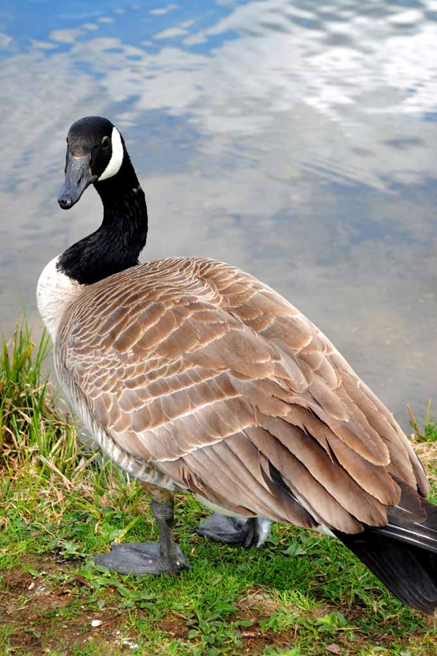 Canada Goose Canadian Geese Wild Bird 12"x18" Print