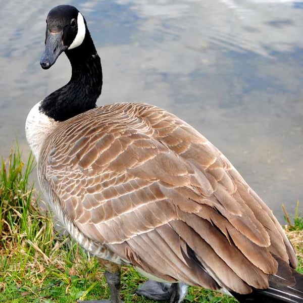 Canada Goose Canadian Geese Wild Bird 12"x18" Print