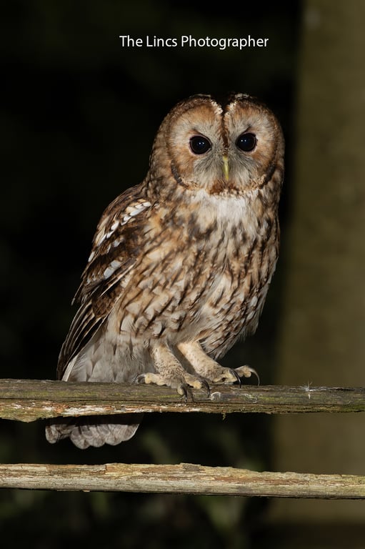Tawny Owl print (Limited edition of 10)