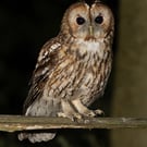 Tawny Owl print (Limited edition of 10)