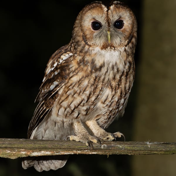 Tawny Owl print (Limited edition of 10)