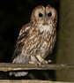 Tawny Owl print (Limited edition of 10)