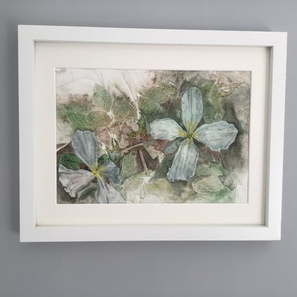 Clematis- Original Watercolour