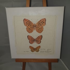 Butterfly canvas