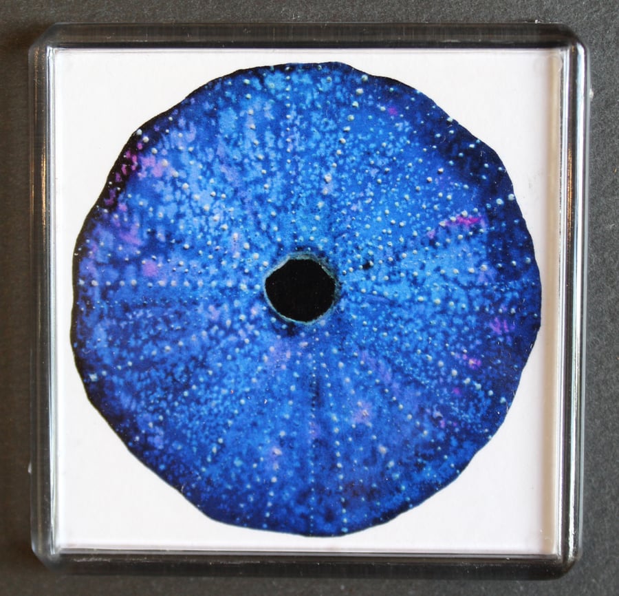 Sea Urchin Magnet
