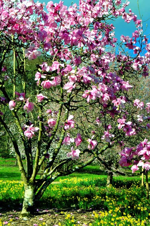 Magnolia Tree Blossom Batsford Arboretum Cotswolds UK Photograph Print